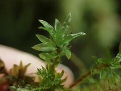Mnium thomsonii