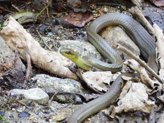 Mastigodryas boddaerti