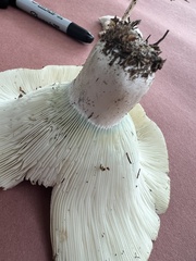Russula brevipes acrior