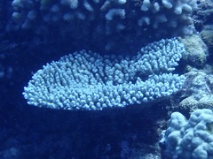 Acropora hyacinthus