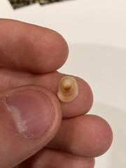 Mollusca