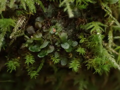 Plagiomnium rostratum