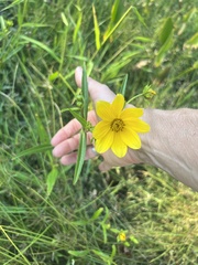 Bidens laevis