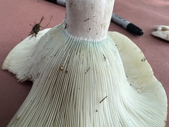 Russula brevipes acrior