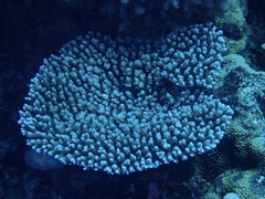 Acropora hyacinthus