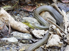 Mastigodryas boddaerti