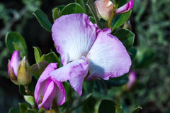 Podalyria leipoldtii