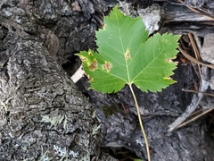 Acer glabrum