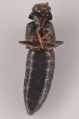 Aleocharinae