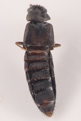 Aleocharinae
