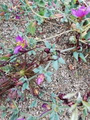 Fagonia chilensis