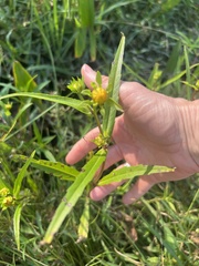 Bidens laevis