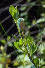 Podalyria leipoldtii