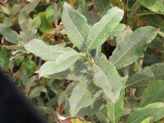 Salix hookeriana