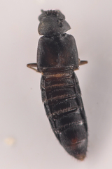 Aleocharinae