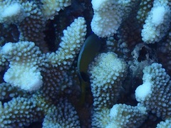 Plectroglyphidodon johnstonianus