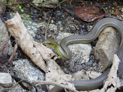 Mastigodryas boddaerti