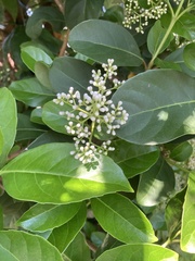 Viburnum odoratissimum