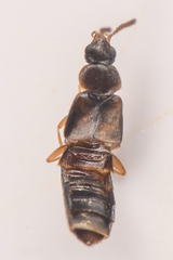 Aleocharinae