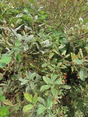 Salix hookeriana