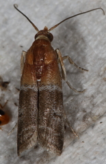 Moodna pallidostrinella