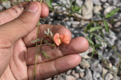 Macroptilium gibbosifolium