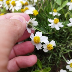 Zinnia acerosa