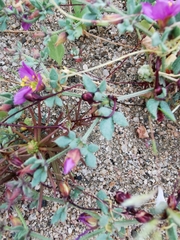 Fagonia chilensis