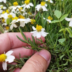 Zinnia acerosa