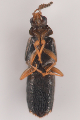 Aleocharinae