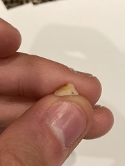 Mollusca