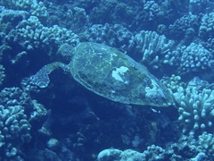 Eretmochelys imbricata
