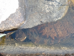 Hydromedusa tectifera