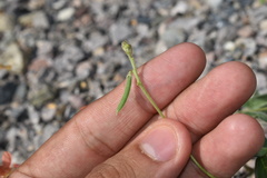Macroptilium gibbosifolium