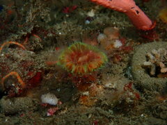 Paracyathus stearnsii