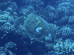 Eretmochelys imbricata
