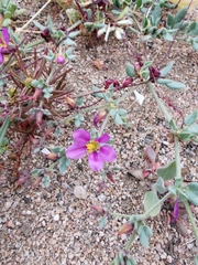 Fagonia chilensis
