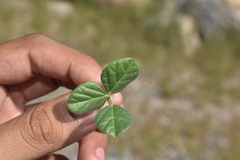 Macroptilium gibbosifolium