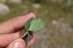Macroptilium gibbosifolium