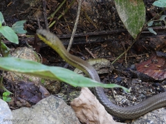 Mastigodryas boddaerti