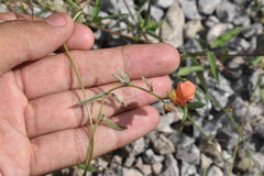Macroptilium gibbosifolium