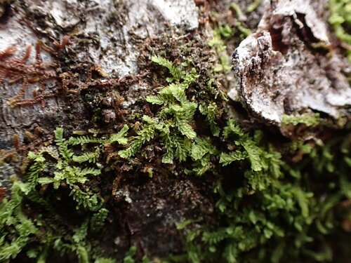 Image of Douinia ovata by no rights reserved