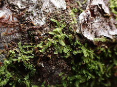 Douinia ovata
