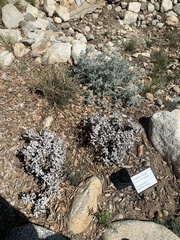Eriogonum crocatum