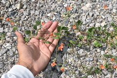 Macroptilium gibbosifolium