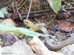 Mastigodryas boddaerti