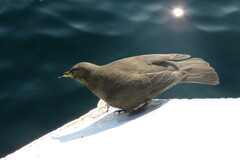Blackish Cinclodes