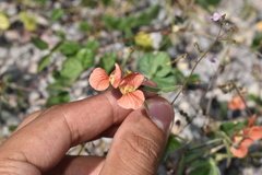 Macroptilium gibbosifolium