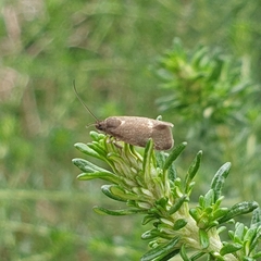 Leistomorpha brontoscopa