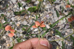 Macroptilium gibbosifolium